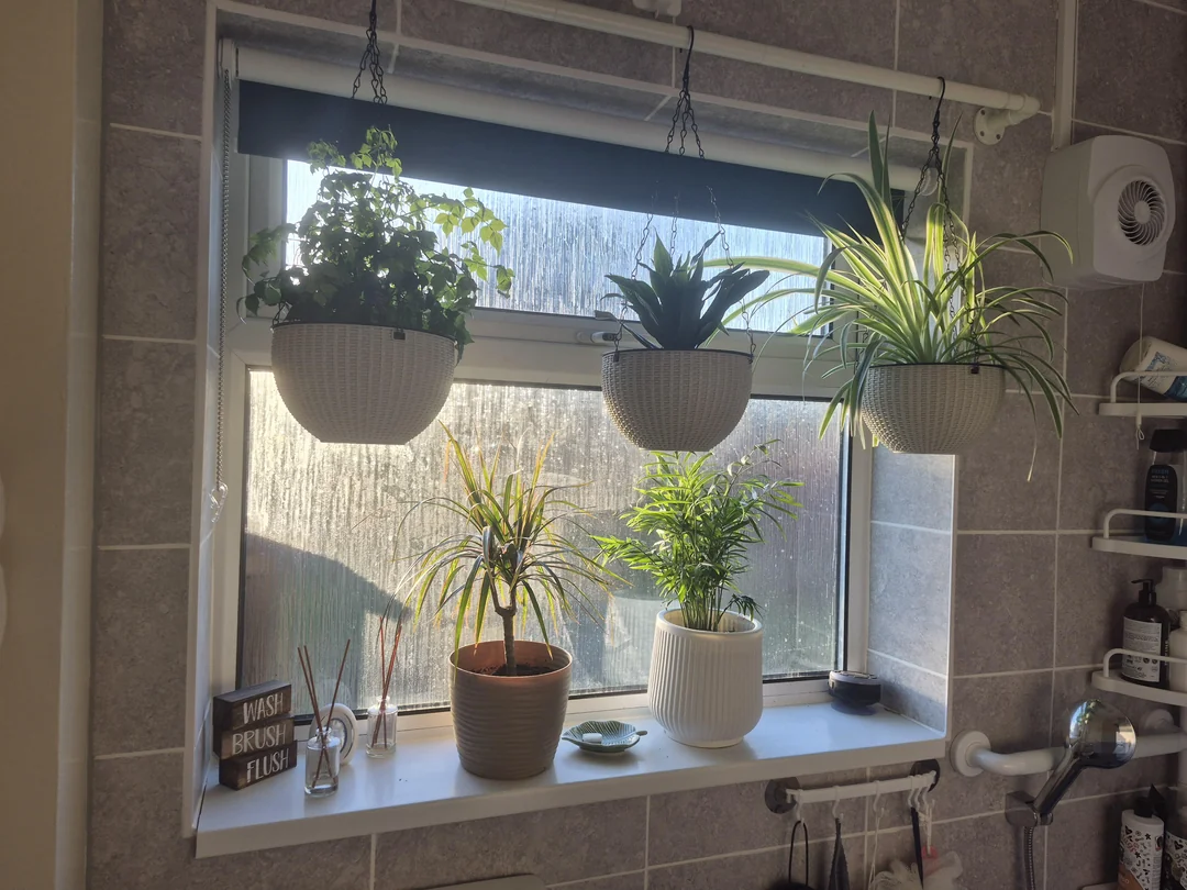 spider plant babies care
