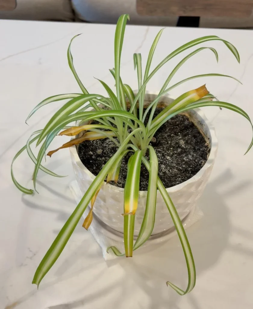Spider plant brown tips reason