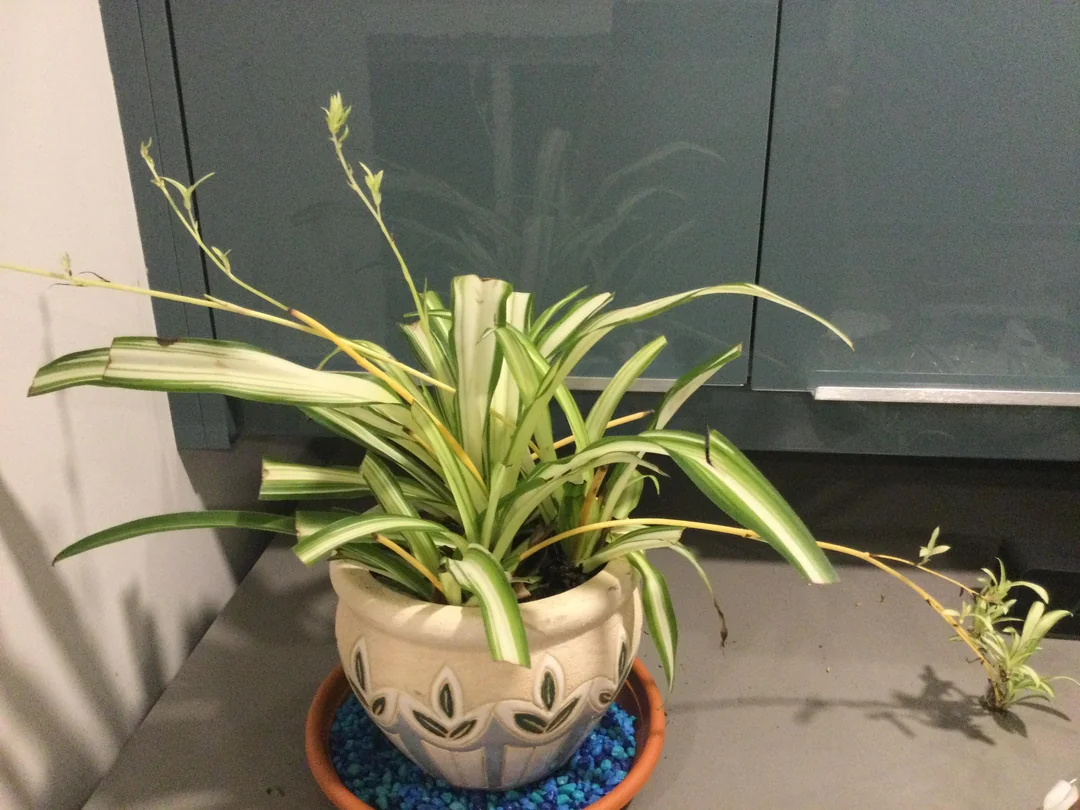 Spider plant brown tips