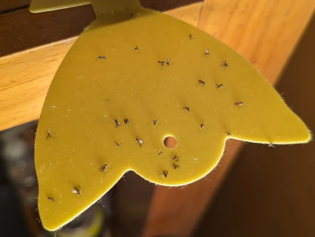 fungus gnats indoor plants