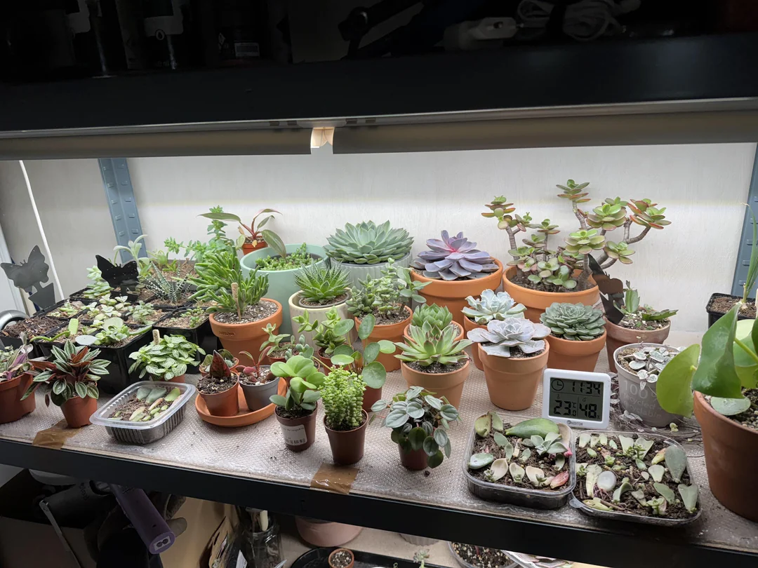 Fungus Gnats Indoor Plants