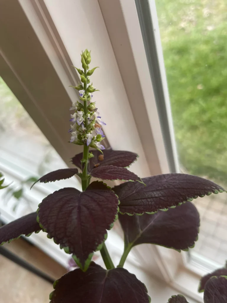 how to repot indoor plants
