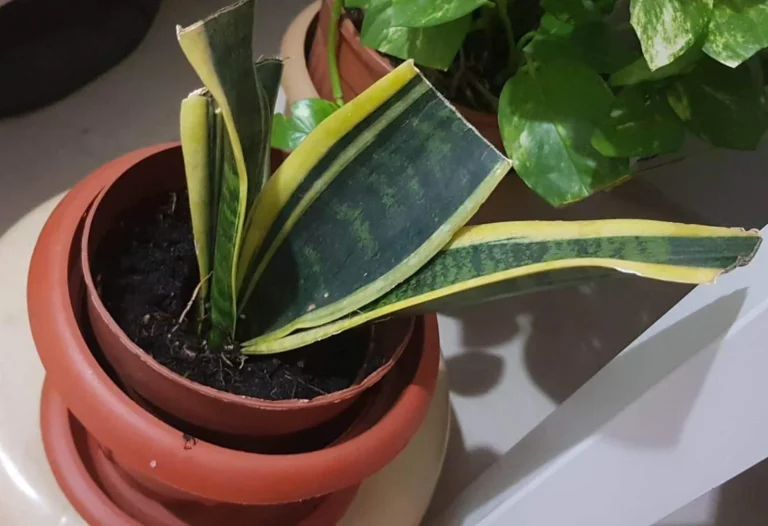 Snake plant care