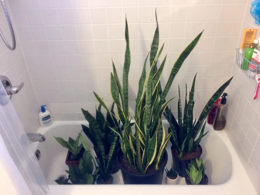 Water a snake plant