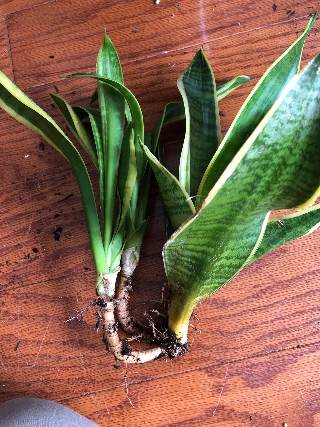 how to repot snake plant